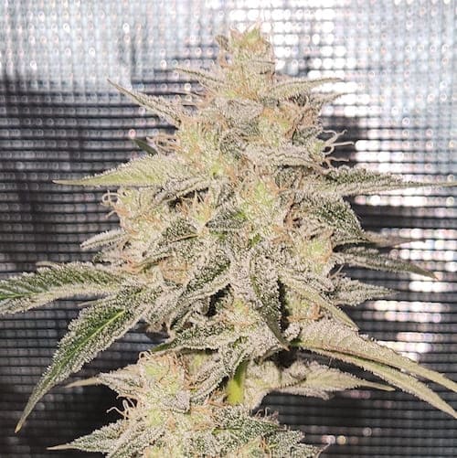 Candy Joy Auto