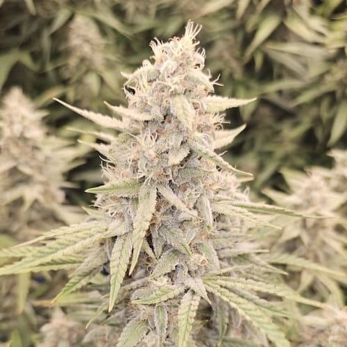 Cotton Frost Auto