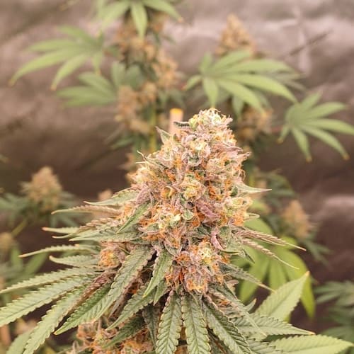 Dosi-OG FAST