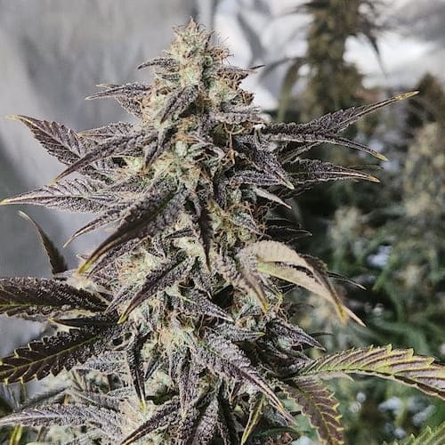 Gassy Grin Auto