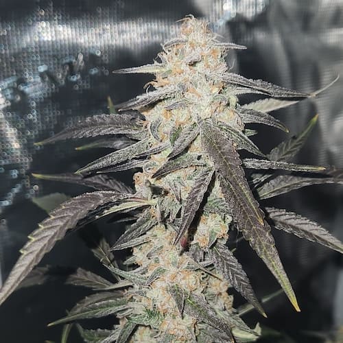 Gorilla Breath Auto