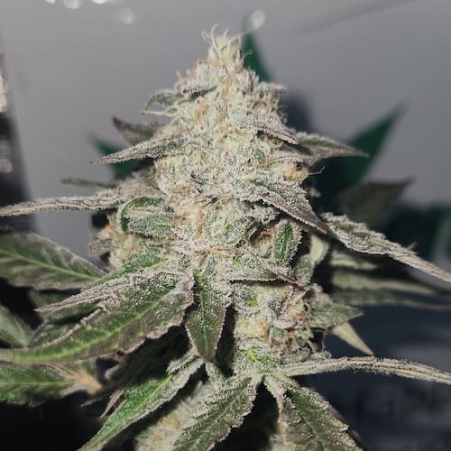 Happy Dough Auto