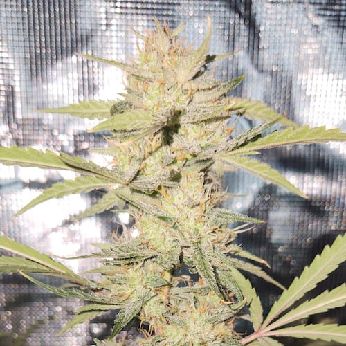 Smiling Gorilla Auto