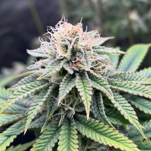 Super Glue #11